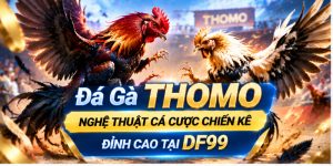 Đá Gà Thomo - Nghệ Thuật Cá Cược Chiến Kê Đỉnh Cao Tại DF99