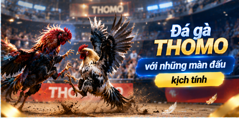 Đá gà Thomo với những màn đấu kịch tính