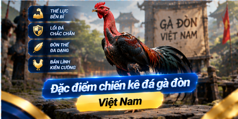Quan sát chiến kê trước trận đá gà đòn