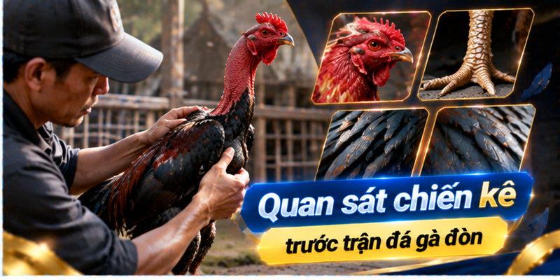 Đặc điểm chiến kê đá gà đòn Việt Nam