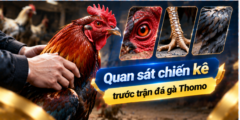 Quan sát chiến kê trước trận đá gà Thomo
